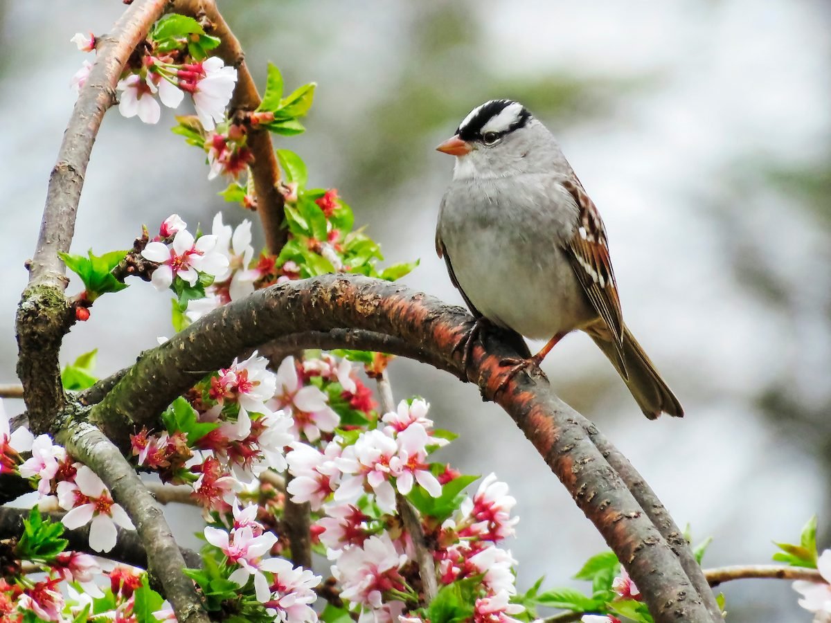 Royal Bird: Meet the White Crowned Sparrow