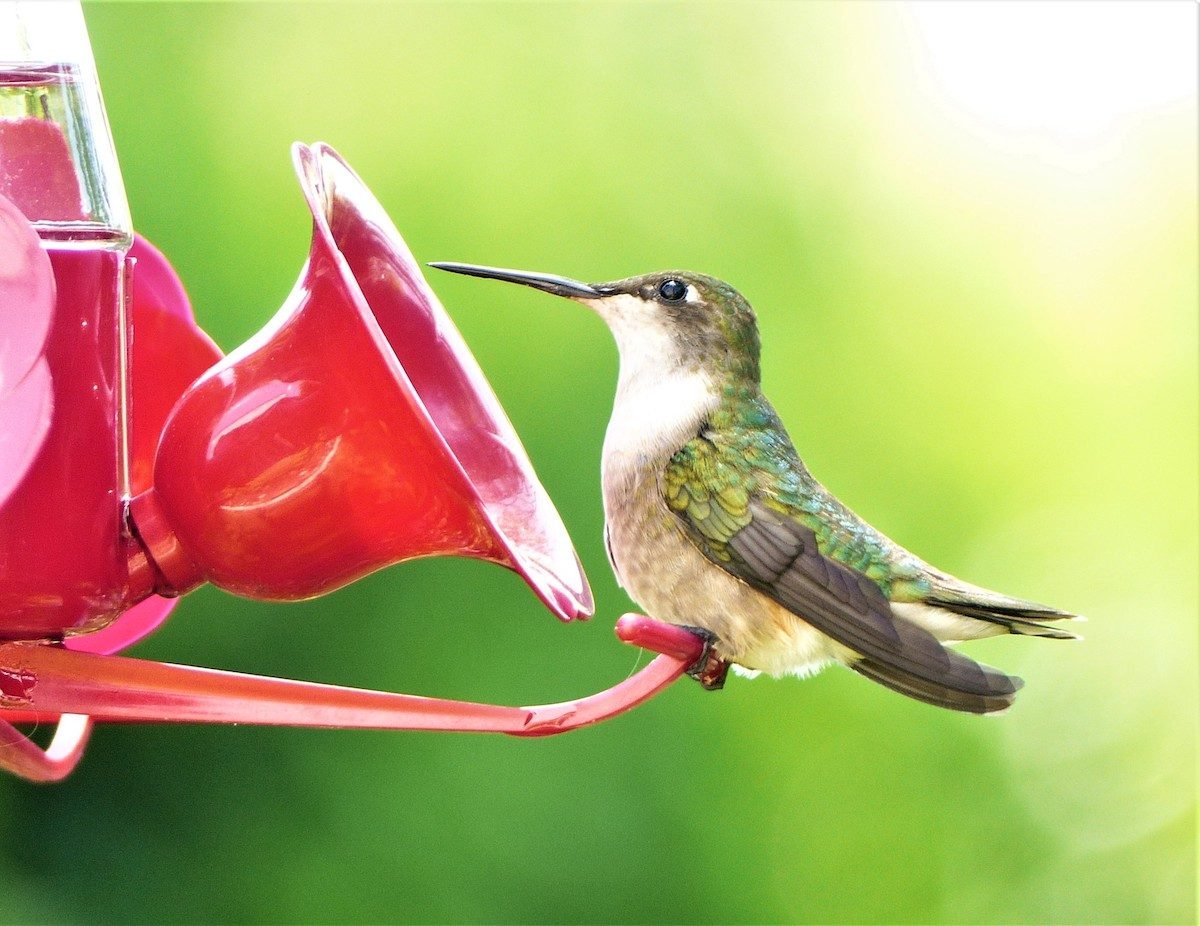 WiFi Bird Feeder HD Camera Pack – Blossom & Bird