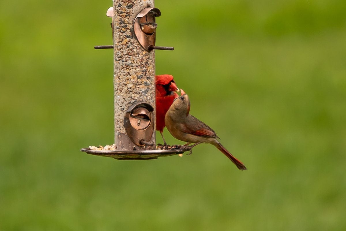 No Mess Bird Feeders to Keep Your Yard Clean