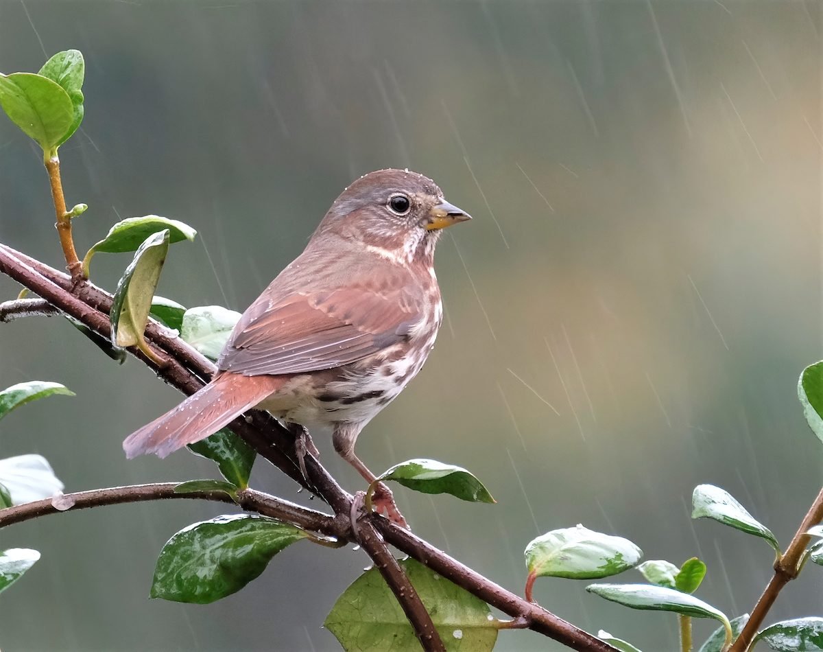 Where Do Birds Go During a Rain Storm?