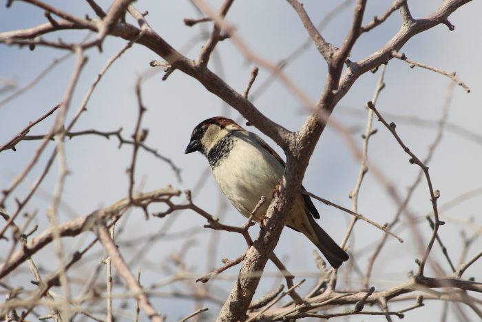 house sparrow