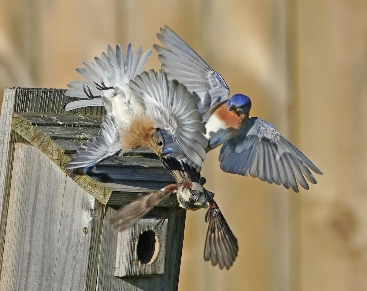 Keep House Sparrow Nests out of Bluebird Boxes