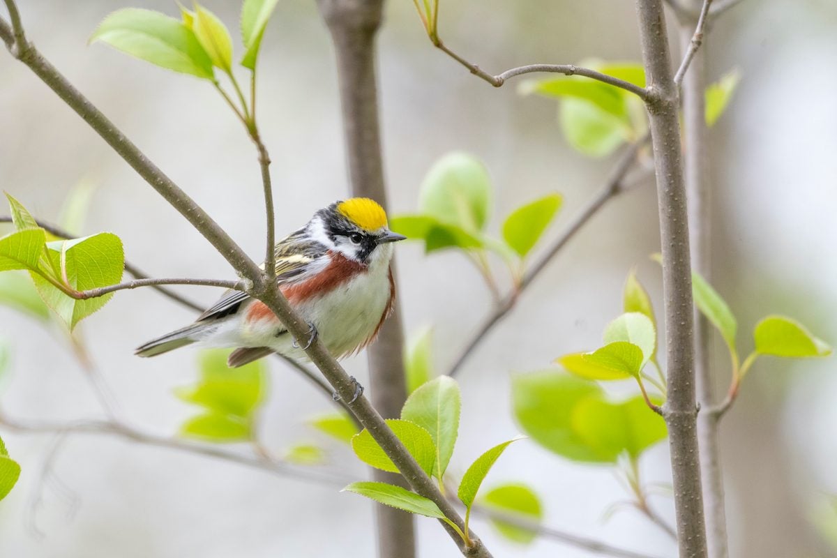 How to Identify a Chestnut-Sided Warbler