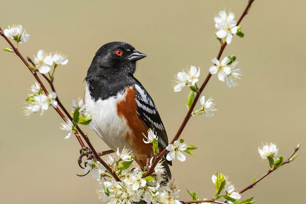 Head West to Spot a Spotted Towhee