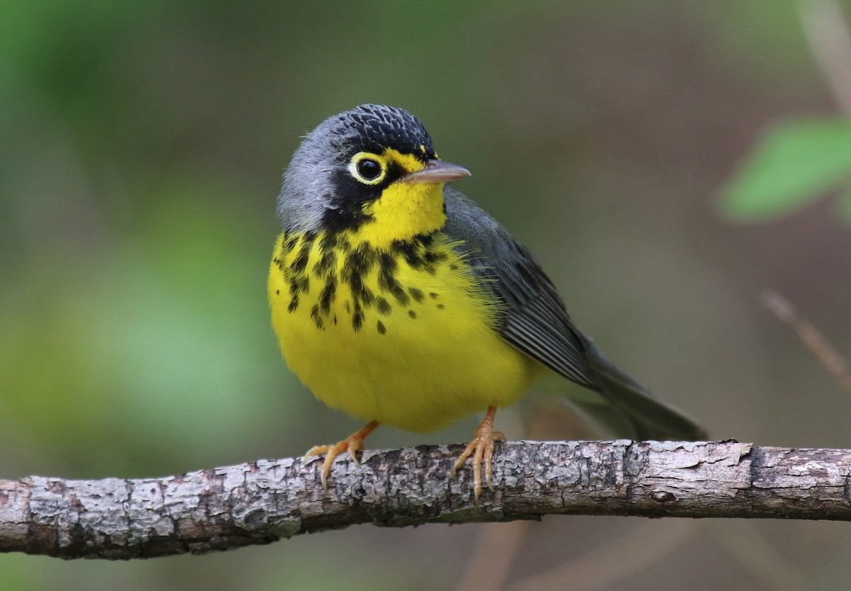Meet the Colorful Canada Warbler