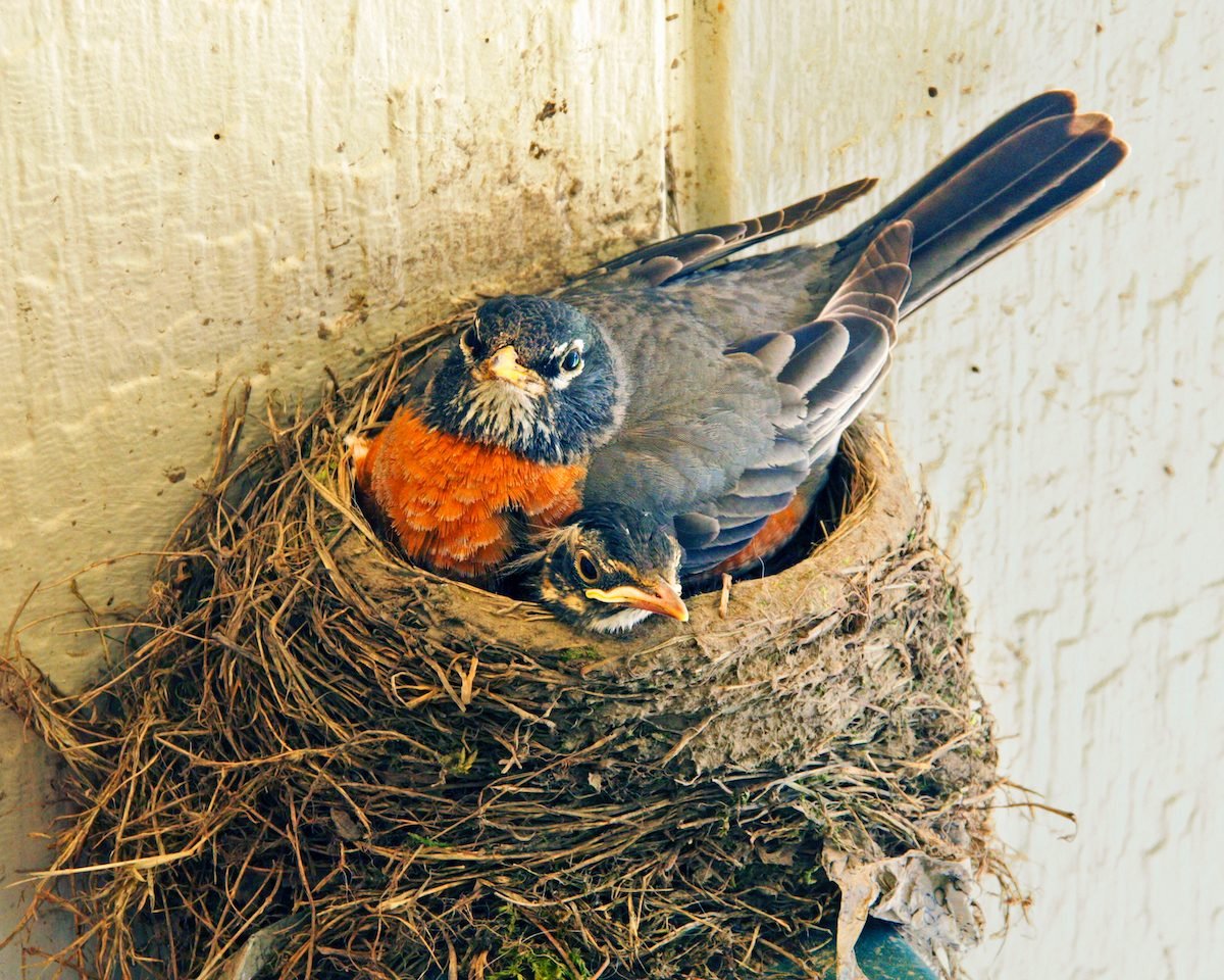 Do Birds Reuse Nests or Live in Nests Year-Round?