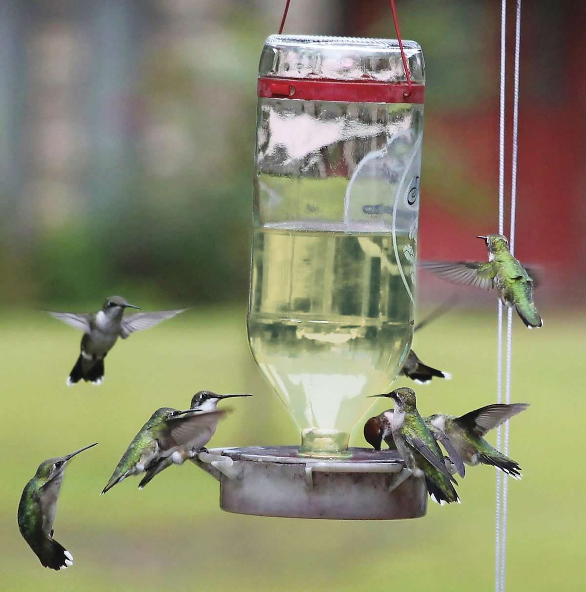 Attracting Hummingbirds - Birds and Blooms