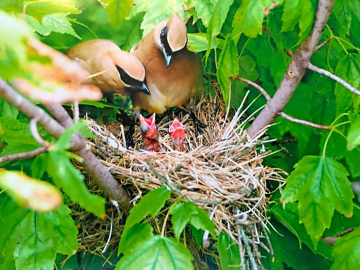 3 bird eggs in bird's nest on the tree Stock Photo