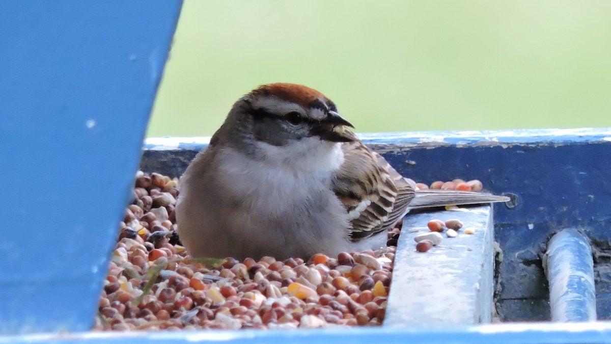 What Do Sparrows Eat and How to Attract Them