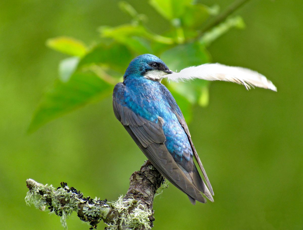 17 Magnificent Birds With Blue Feathers (Pictures & Facts) 