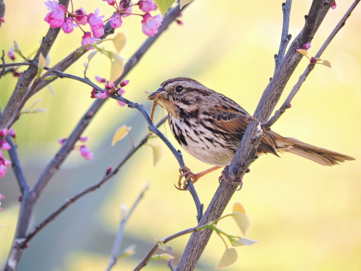 Listen for the Sweet Sounds of a Song Sparrow