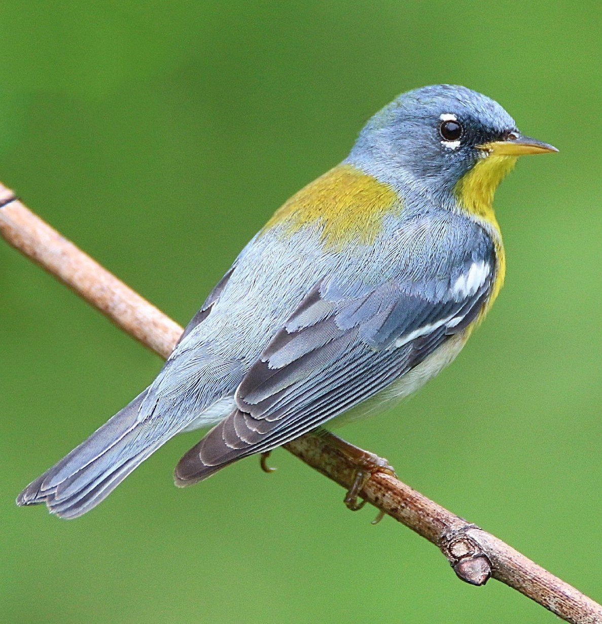 How to Identify a Northern Parula