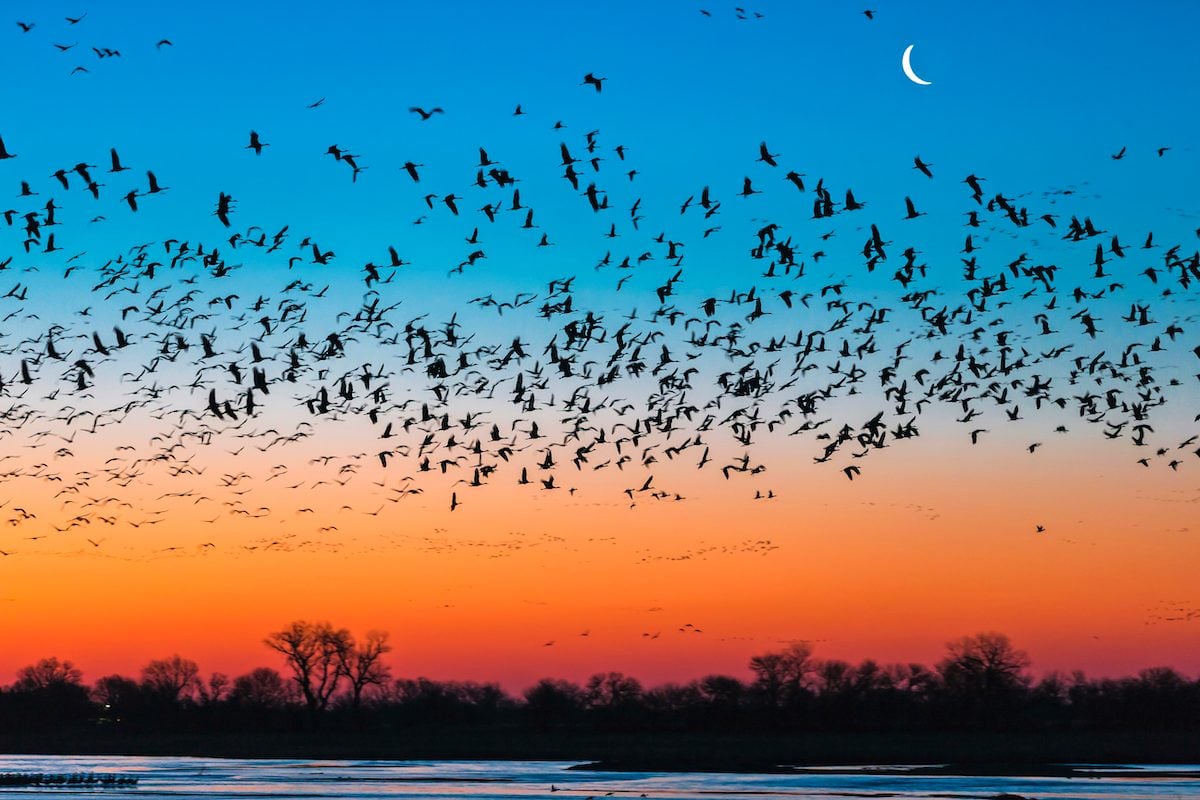 Amazing Bird Migration Secrets Revealed