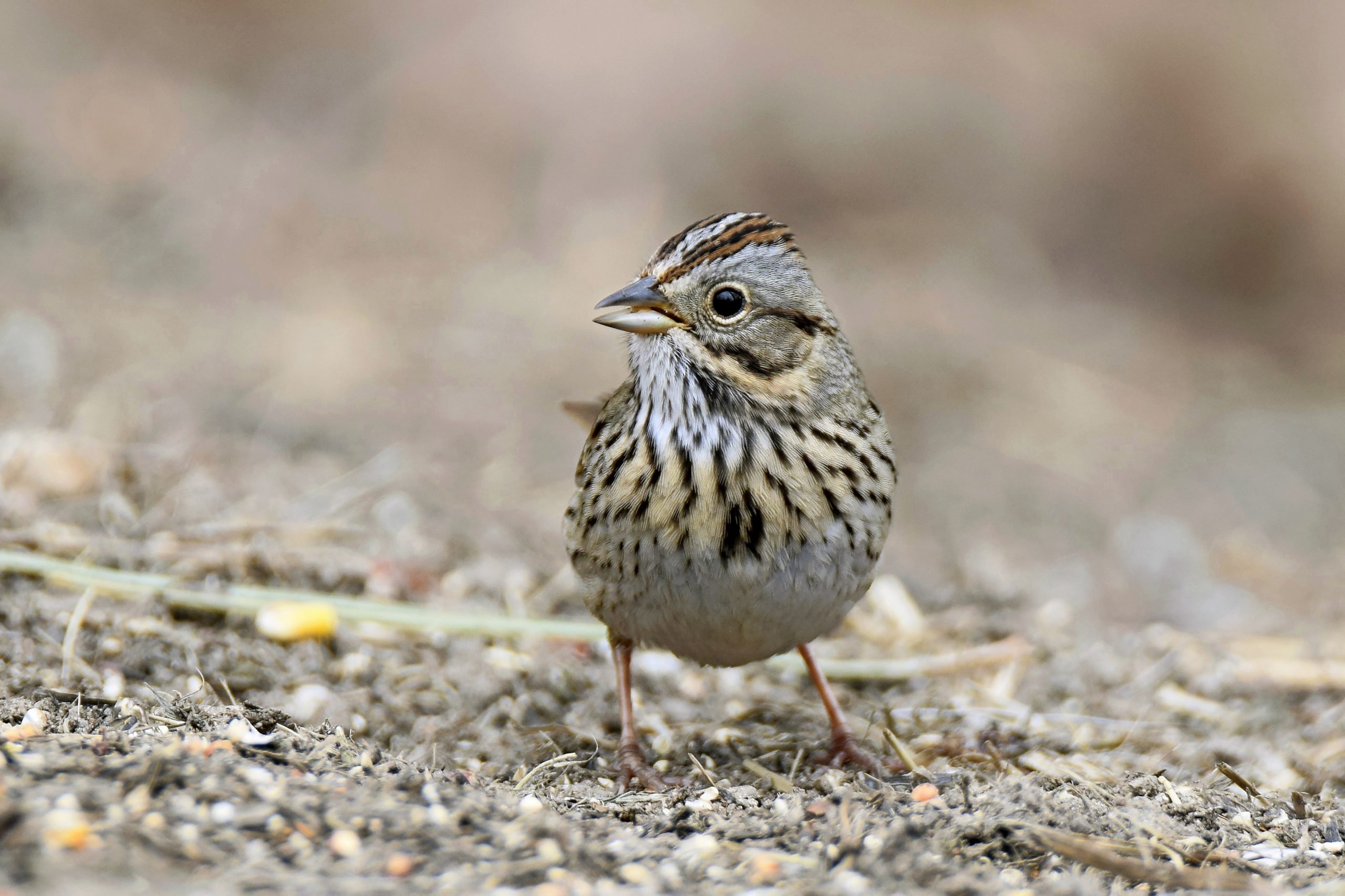 A striped Lincolns sparrow hops along the ground.
