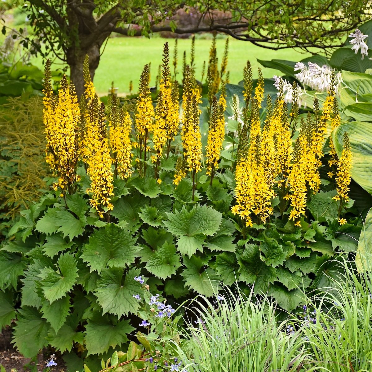 The Best Shade Plants for Your Shady Garden Areas - Birds and Blooms