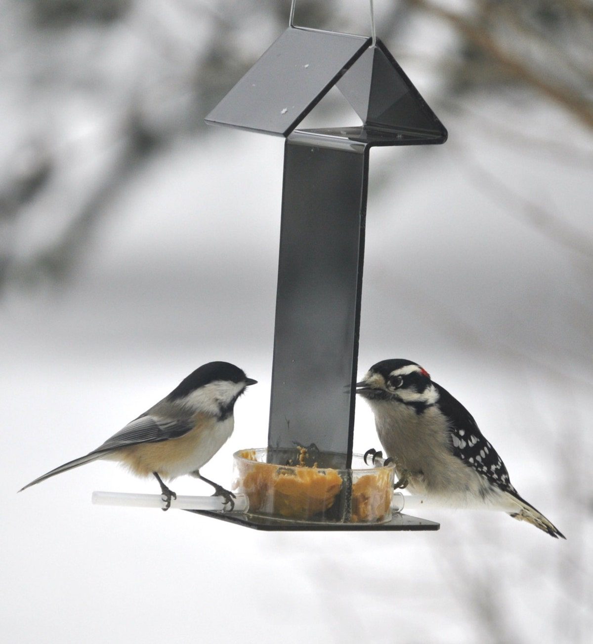 how to feed birds without the mess