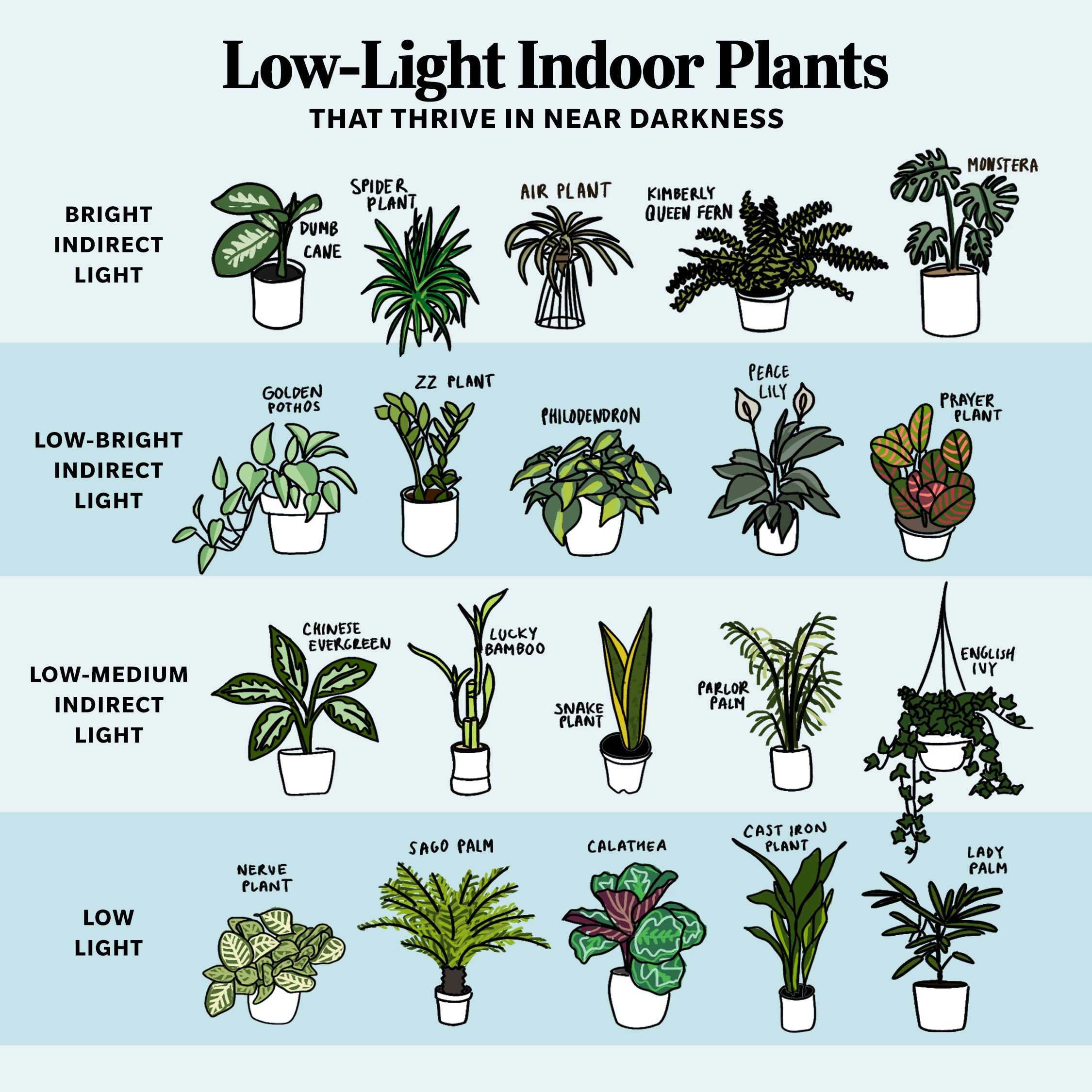 Top 10 Best Houseplants for Low Light - Birds and Blooms