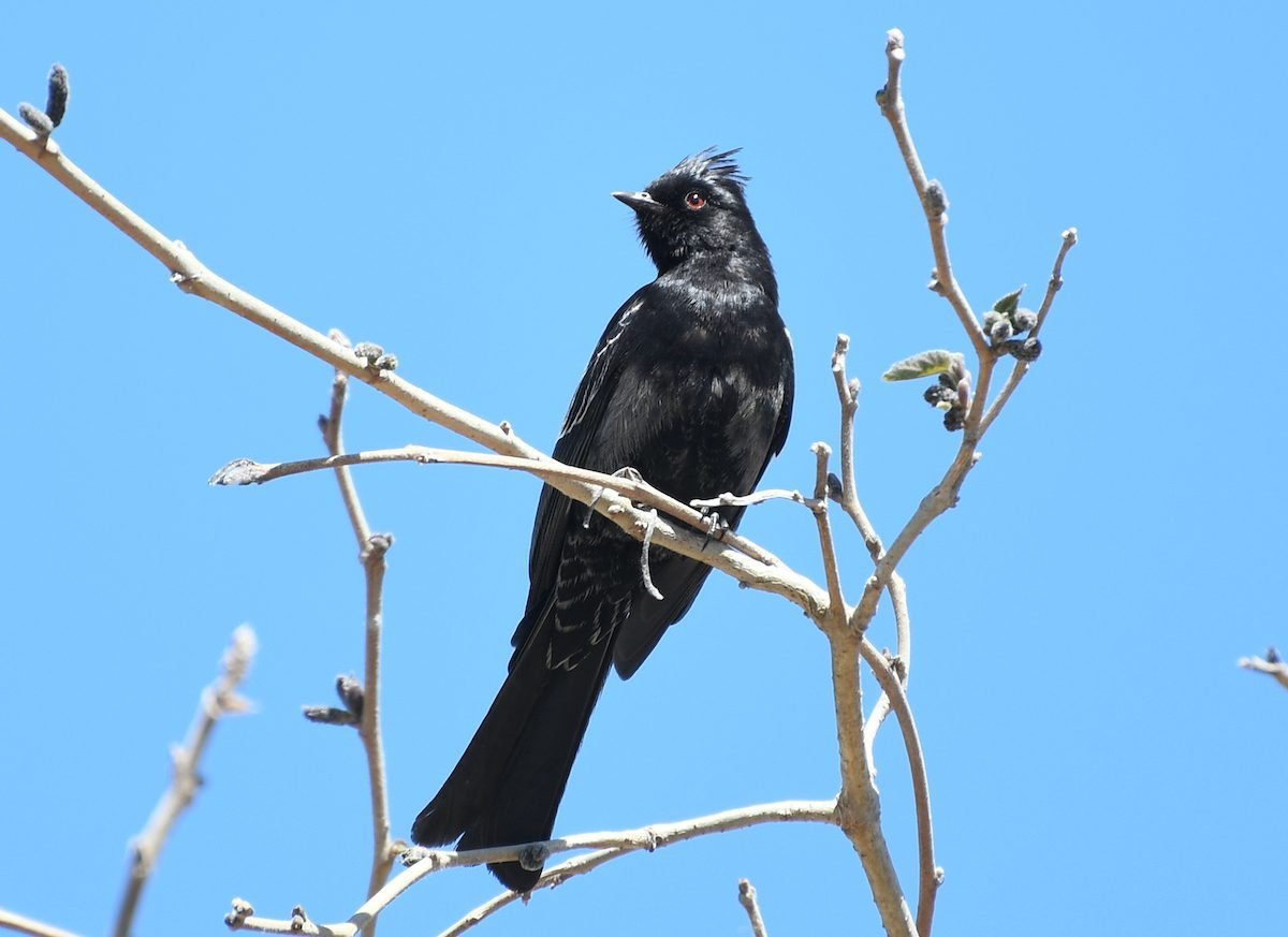 How to Identify Phainopepla Birds and Where to Find Them
