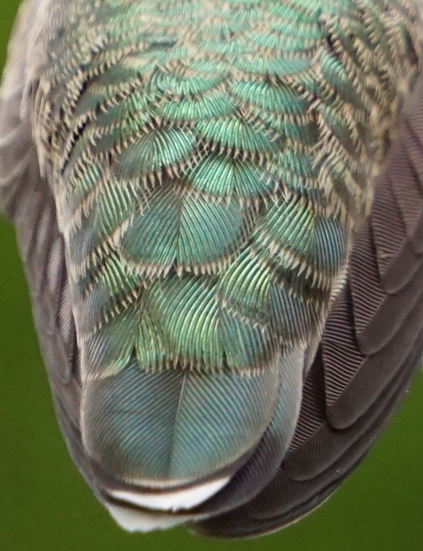 Iridescence in bird feathers has been demystified