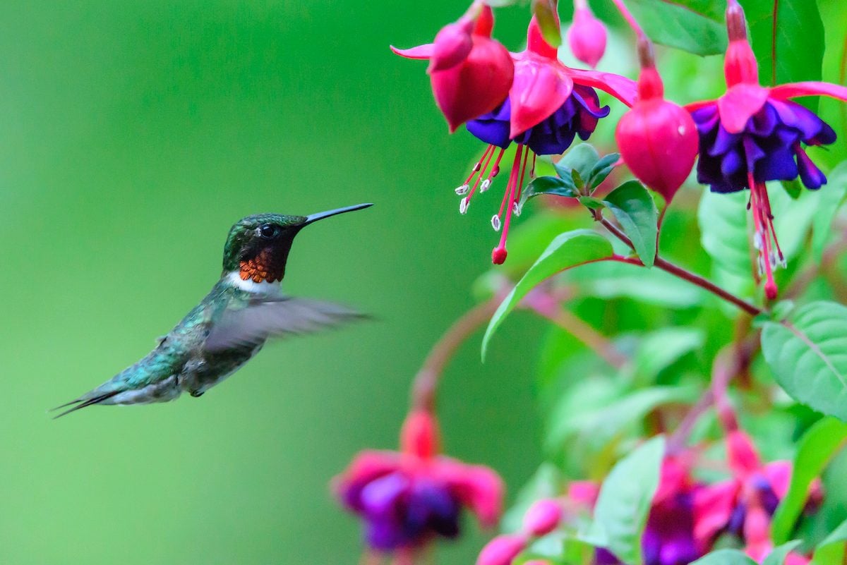 What Makes a Hummingbird Feather So Pretty? - Birds and Blooms