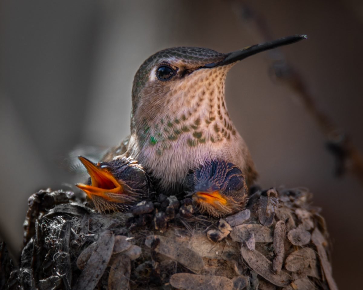 Must-See Hummingbird Videos You Can't Miss