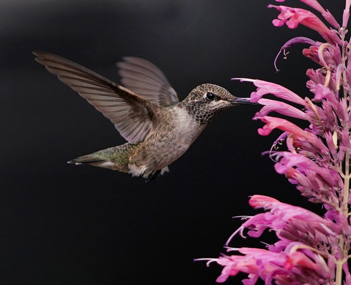 Hummingbirds Will Flock to a Hummingbird Mint Plant