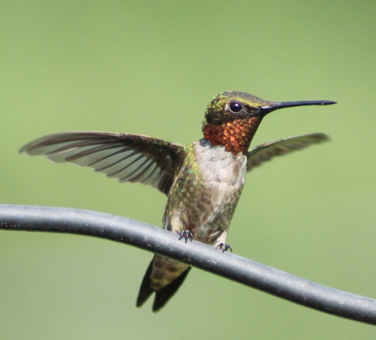 Attract More Hummingbirds for Less Money