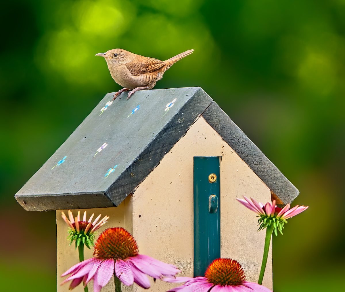 When Will House Wrens Return in Spring?