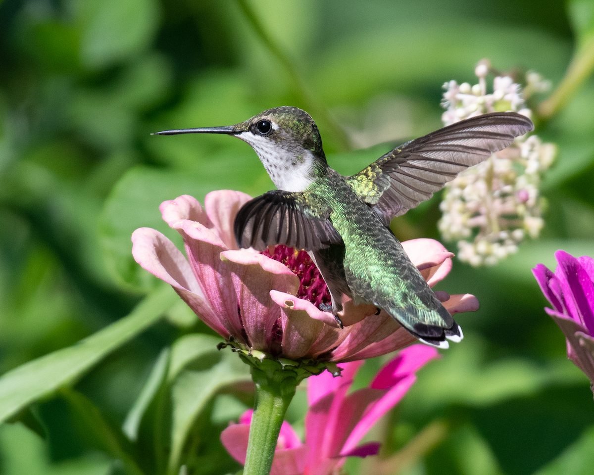 Planting for Birds: Flowers and Plants That Birds Like - Birds and Blooms
