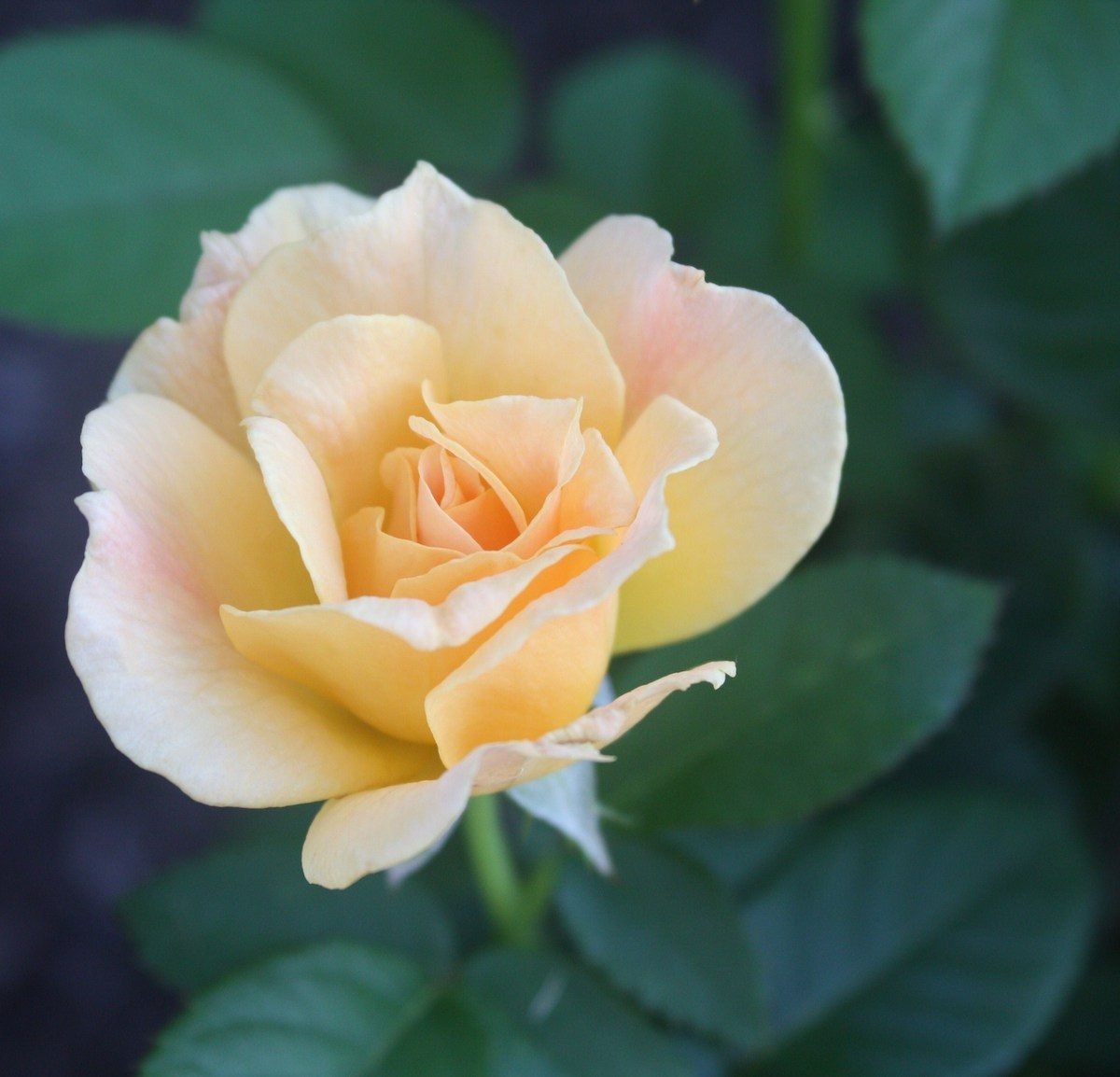 Top 10 Prettiest Hybrid Tea Rose Varieties to Grow