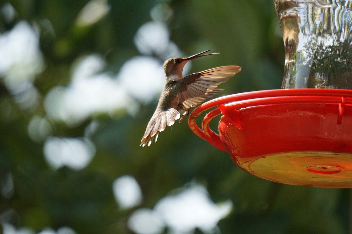 Never Add These Foods to Your Hummingbird Mixture