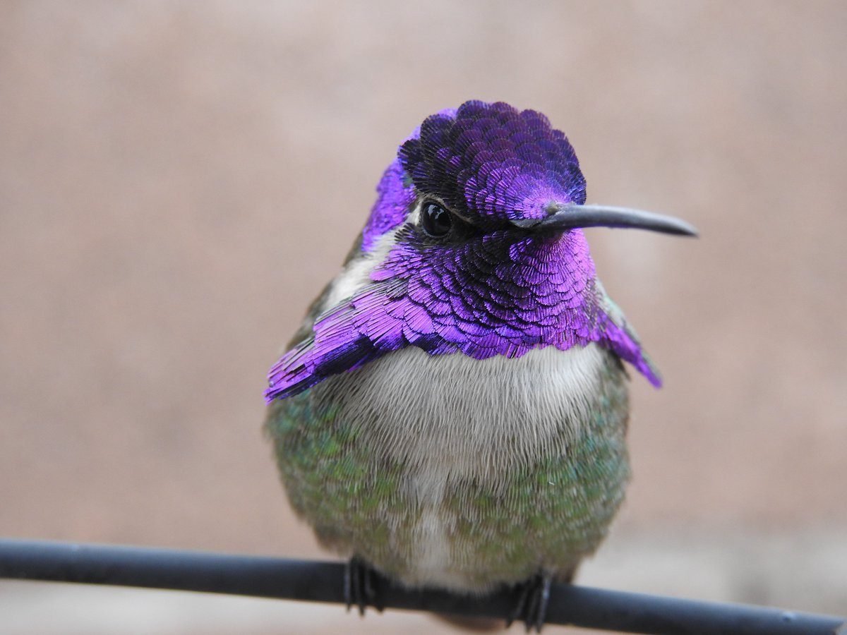 What Makes Hummingbird Feathers So Shimmery?