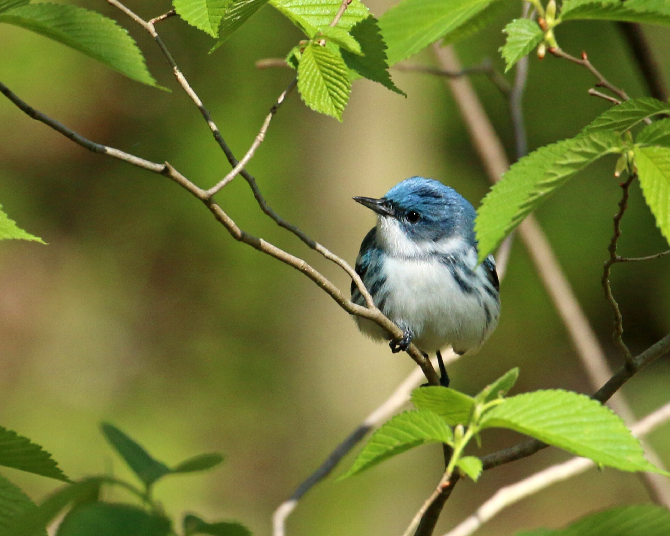 How to Identify a Cerulean Warbler