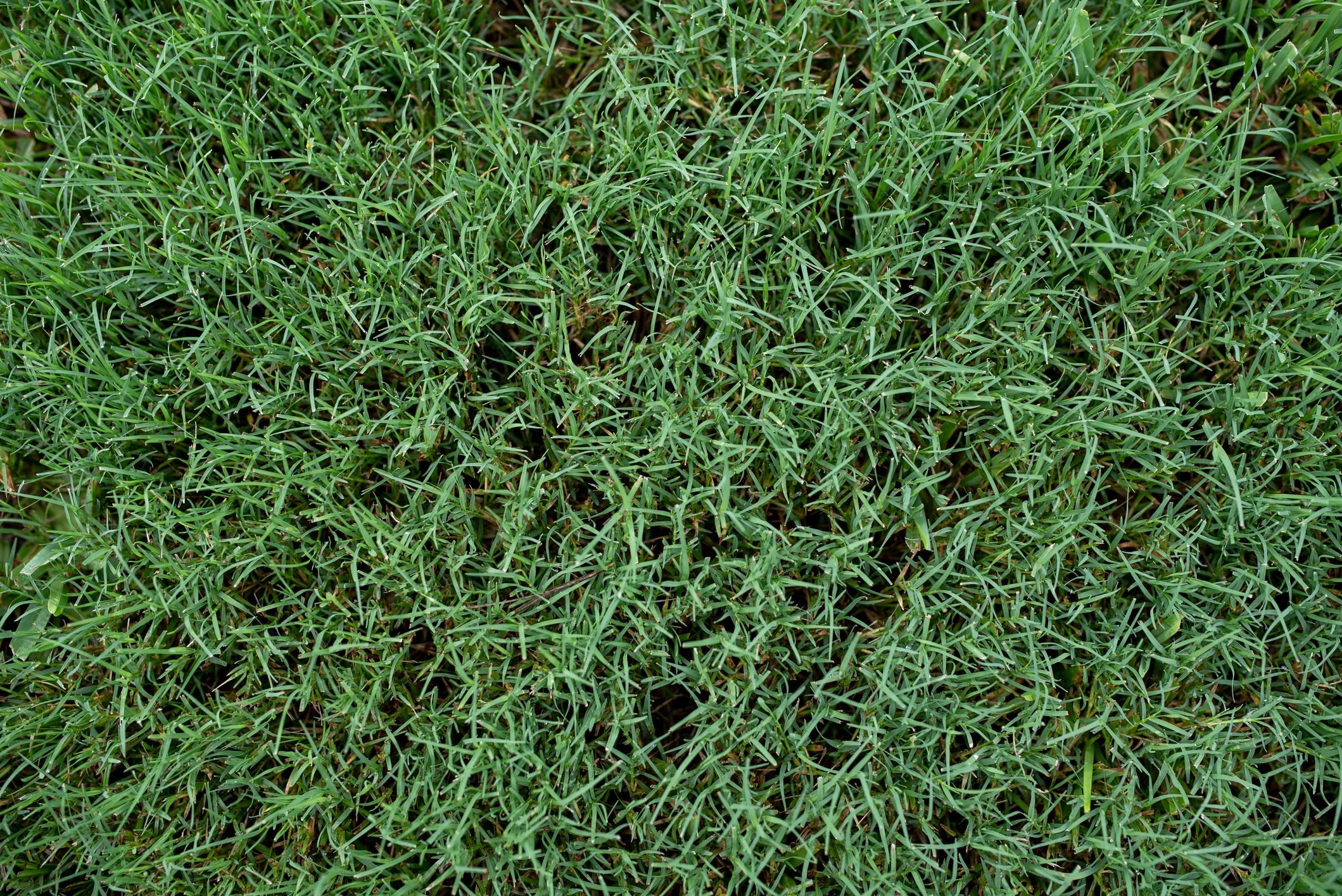 How to Get Rid of Bermuda Grass in Your Garden