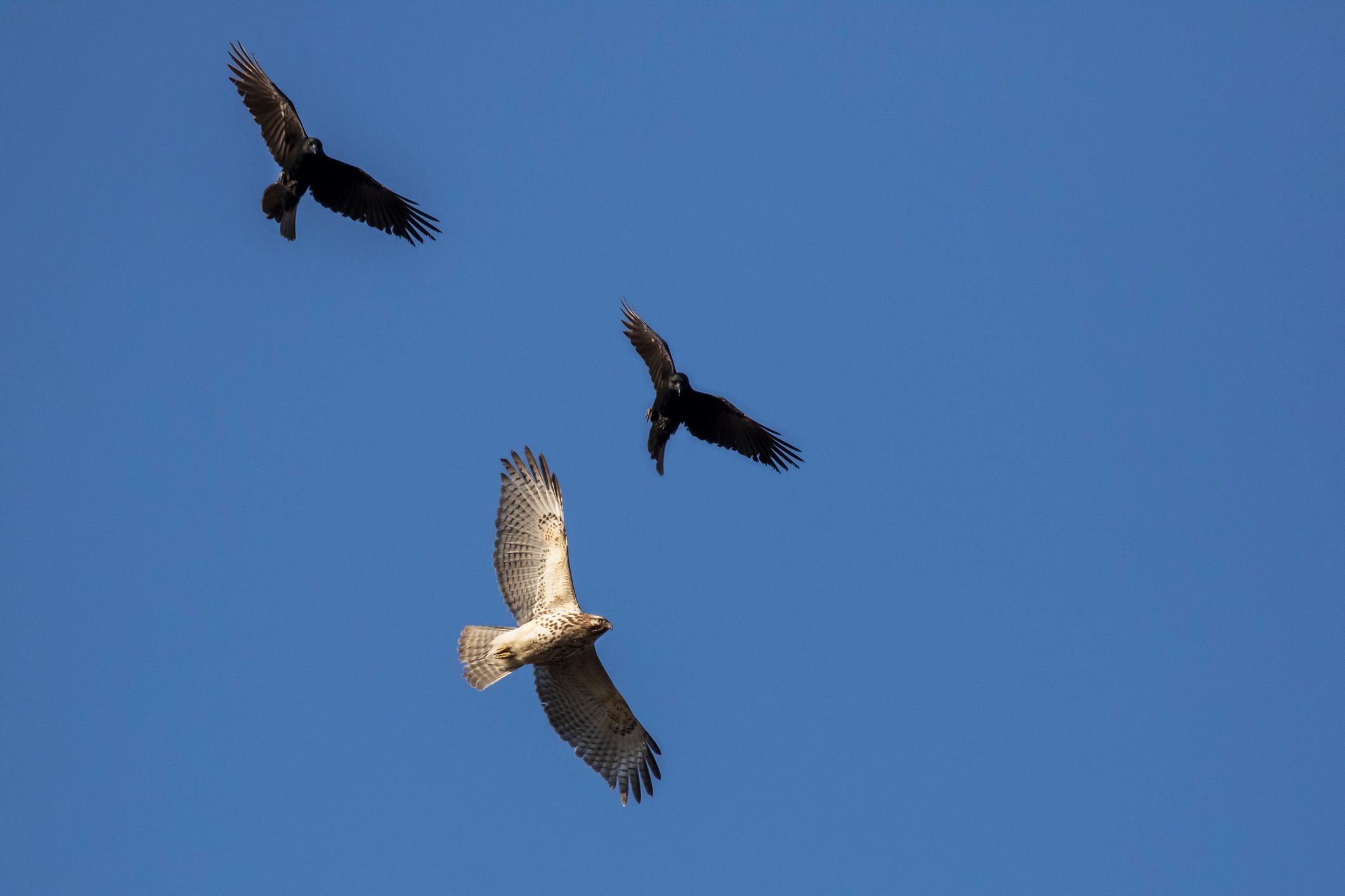 hawks birds flying