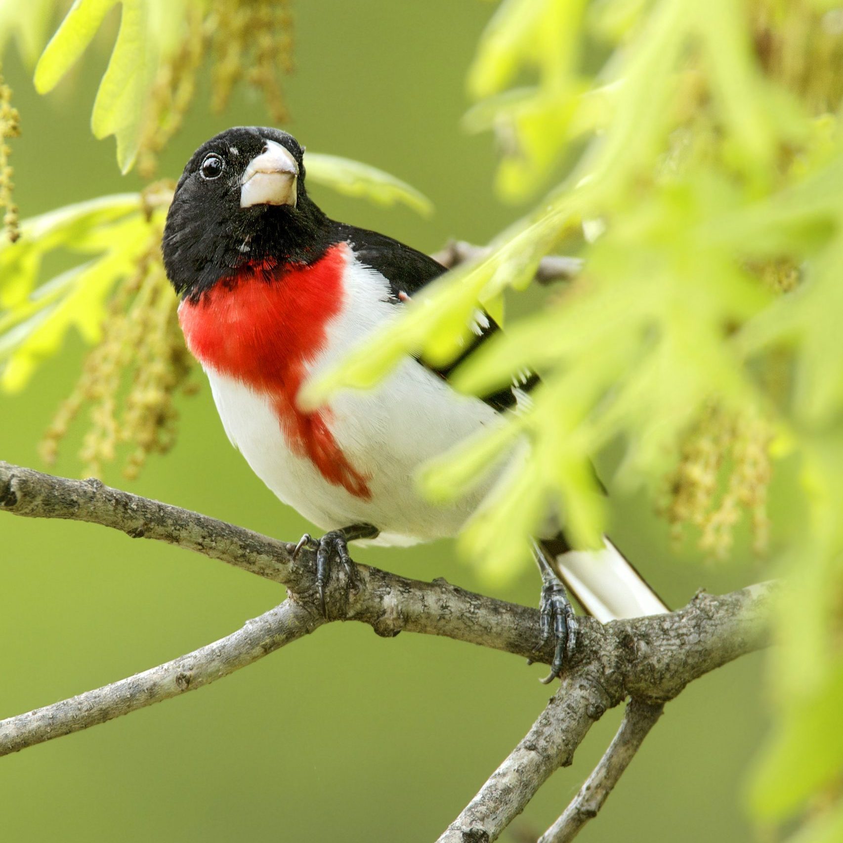 Grosbeak Rb Male  Vd Masw8105