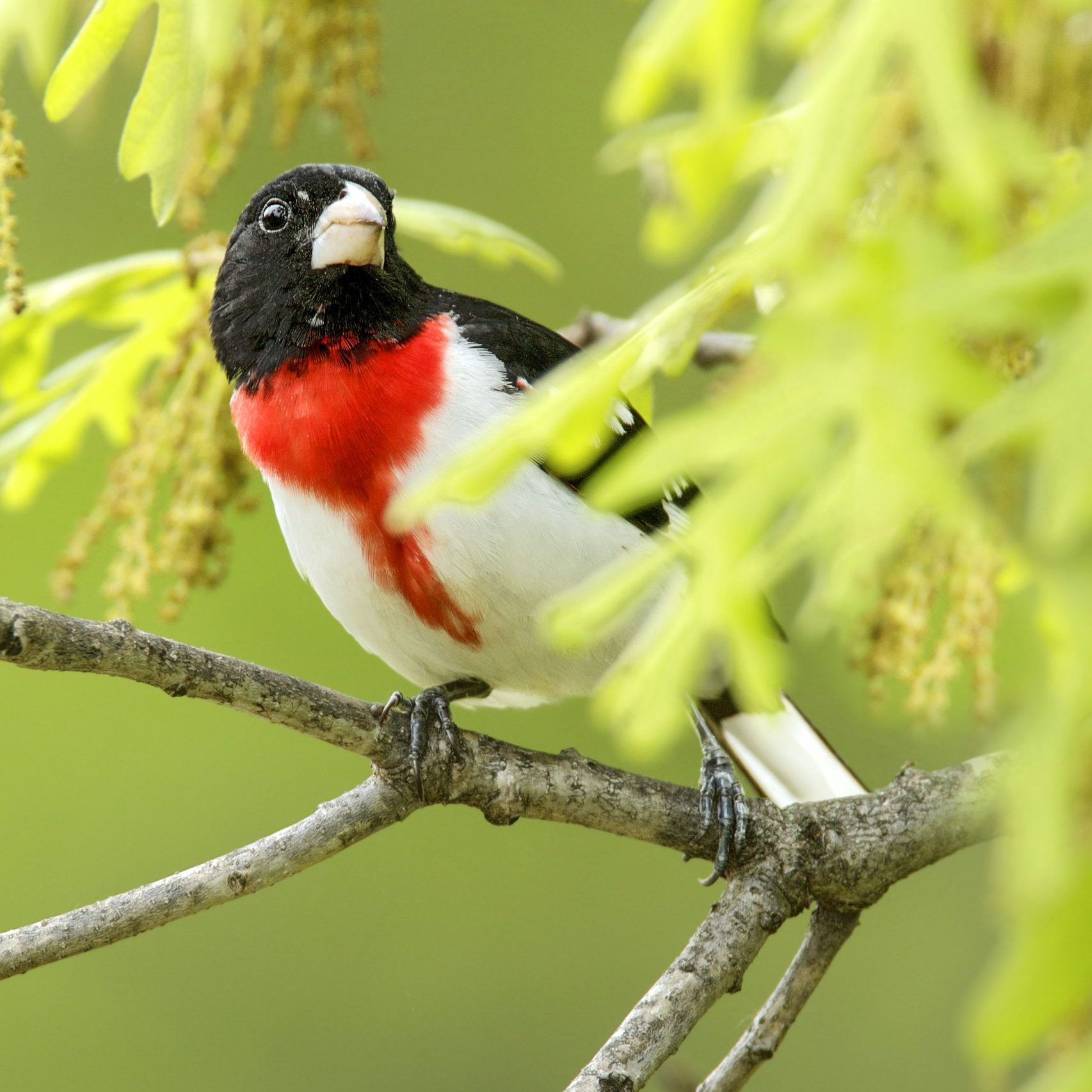 Identify and Attract a Rose-Breasted Grosbeak