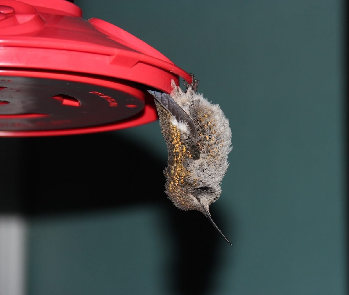 Hummingbird Torpor Looks Strange but It's Totally Normal