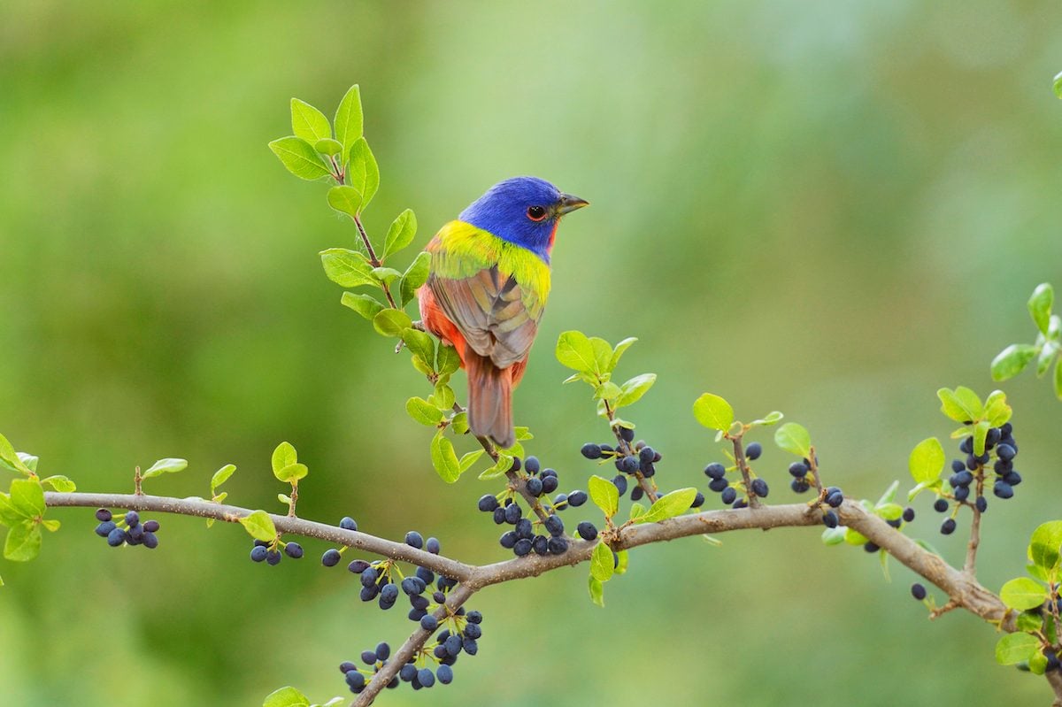6 Beautiful Bunting Bird Species You Should Know