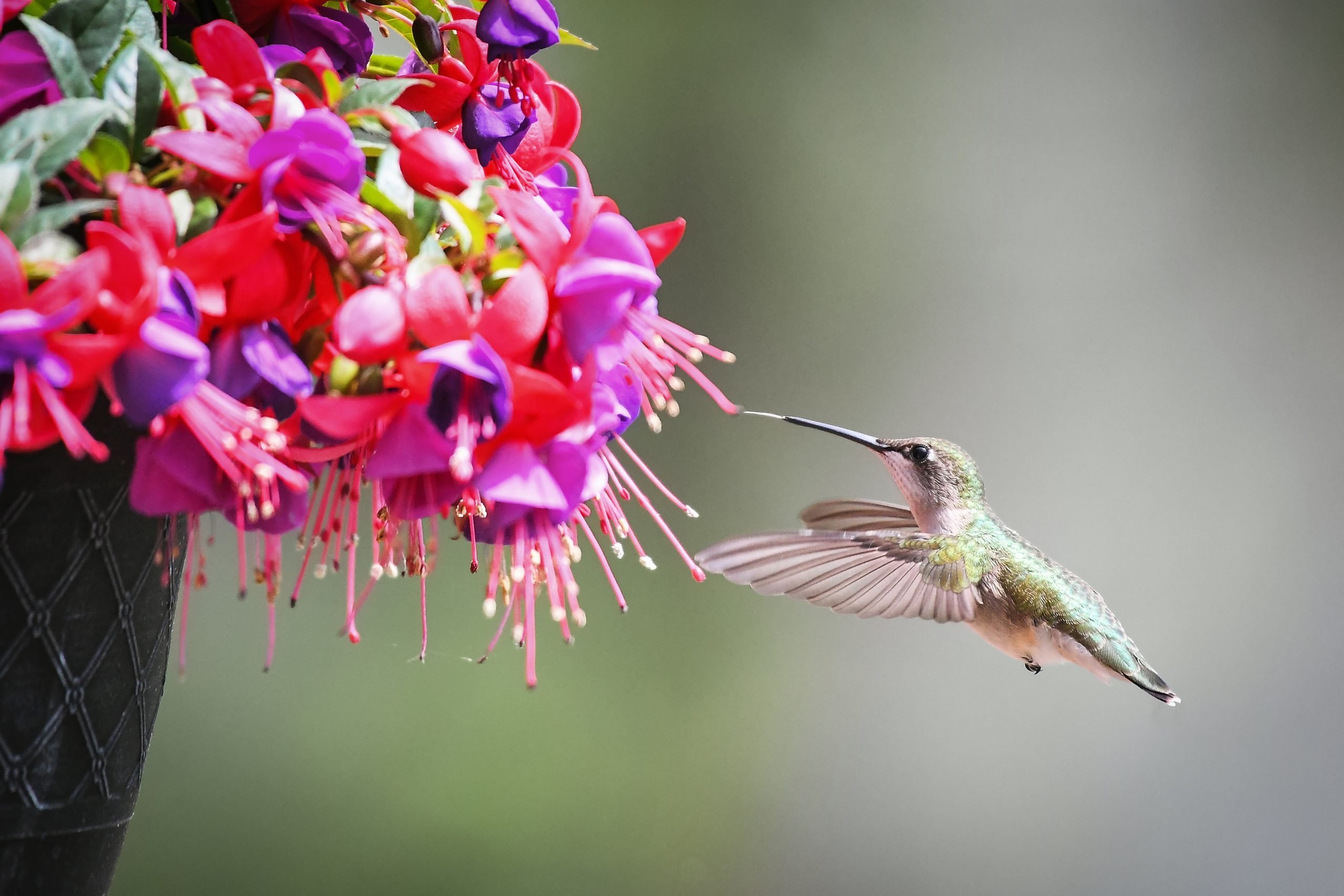 Grow a Flowering Fuchsia Plant for Hummingbirds