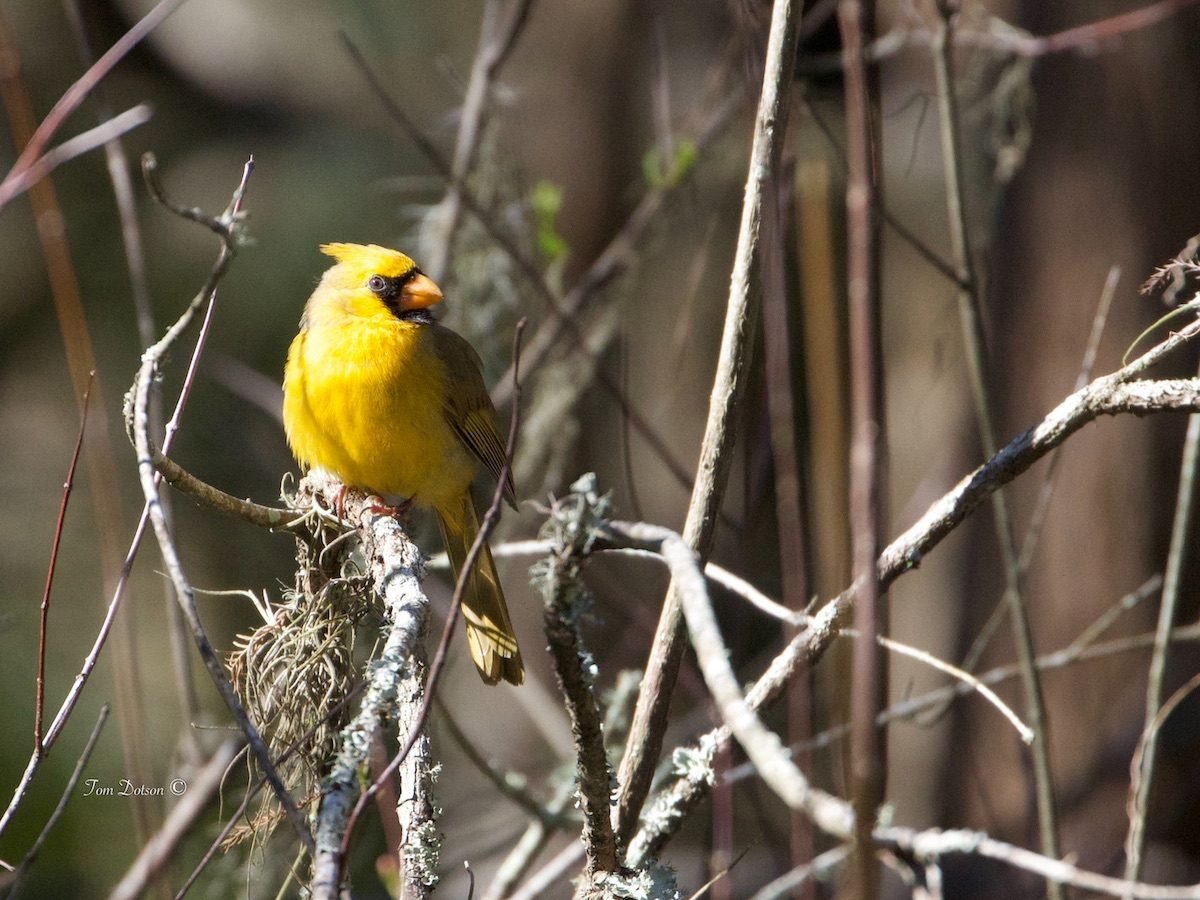 Rare Yellow Cardinal Bird Sighting Reported in Florida