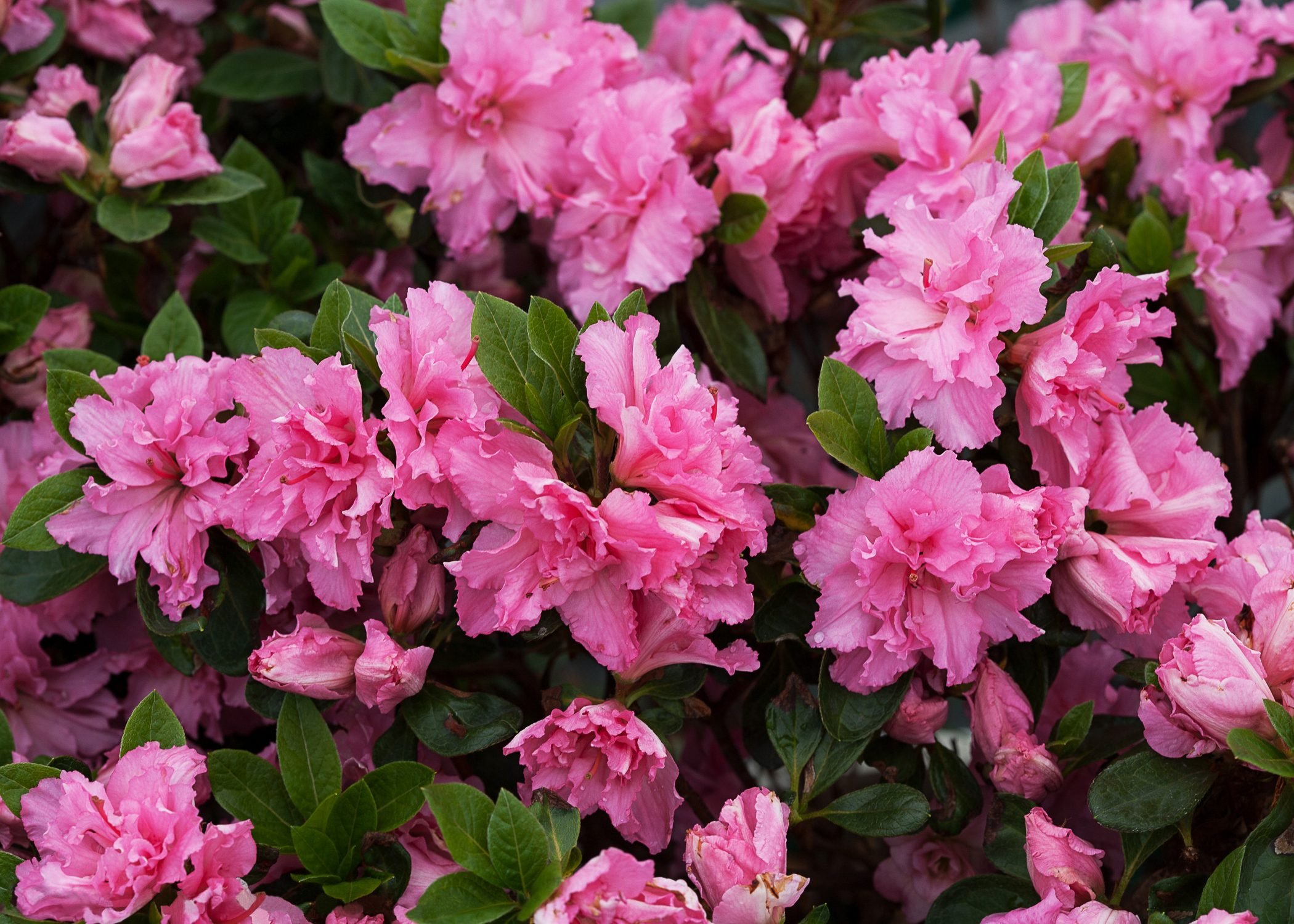 Rhododendron vs Azalea: How to Tell the Difference - Birds and Blooms