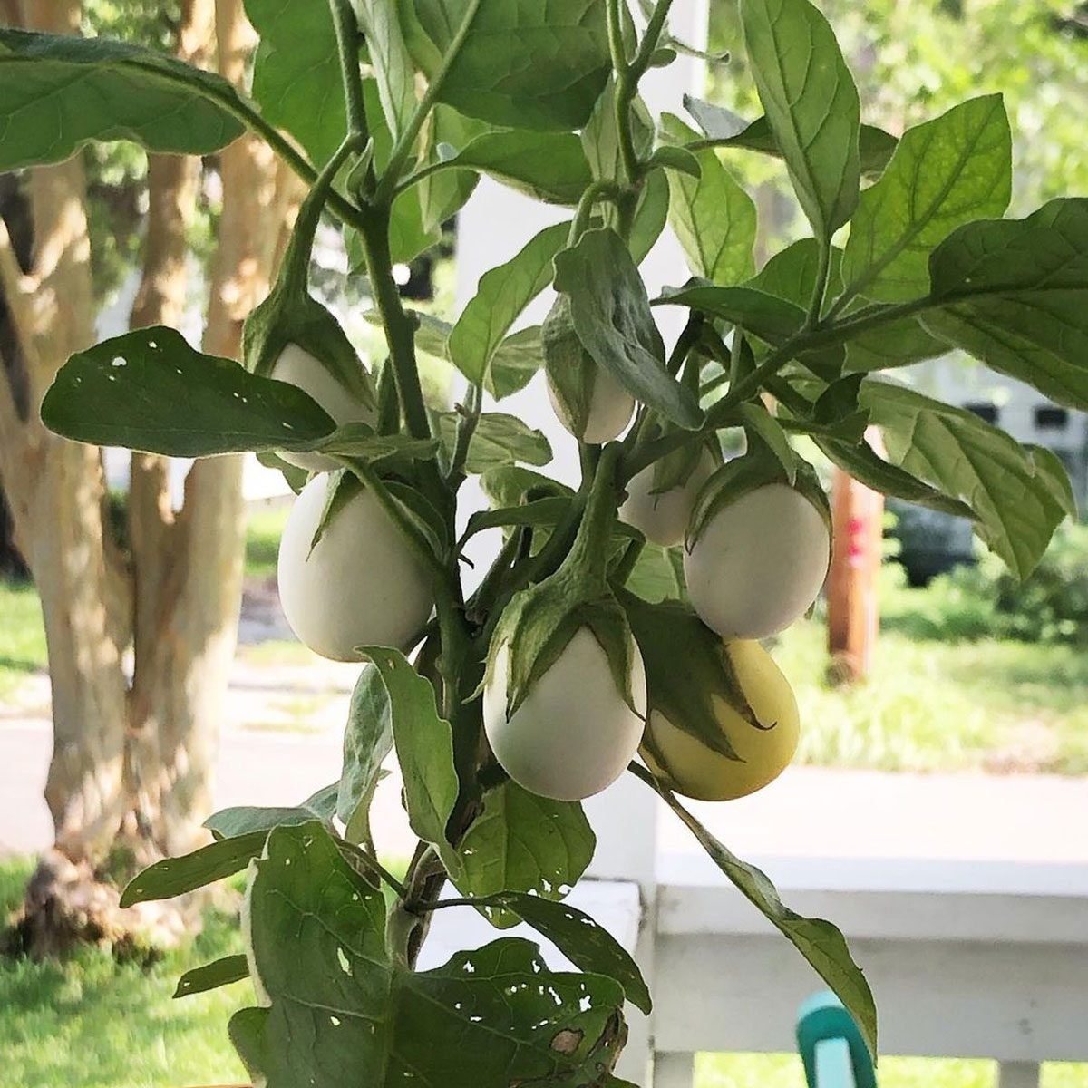 Where to Find an “Easter Egg Plant,” the Mini Eggplant That’s Perfect for Spring