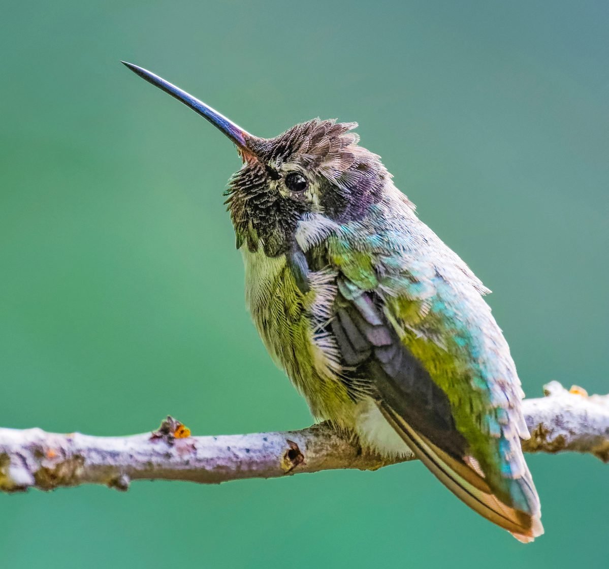 Hummingbird Size: How Much Does a Hummingbird Weigh?