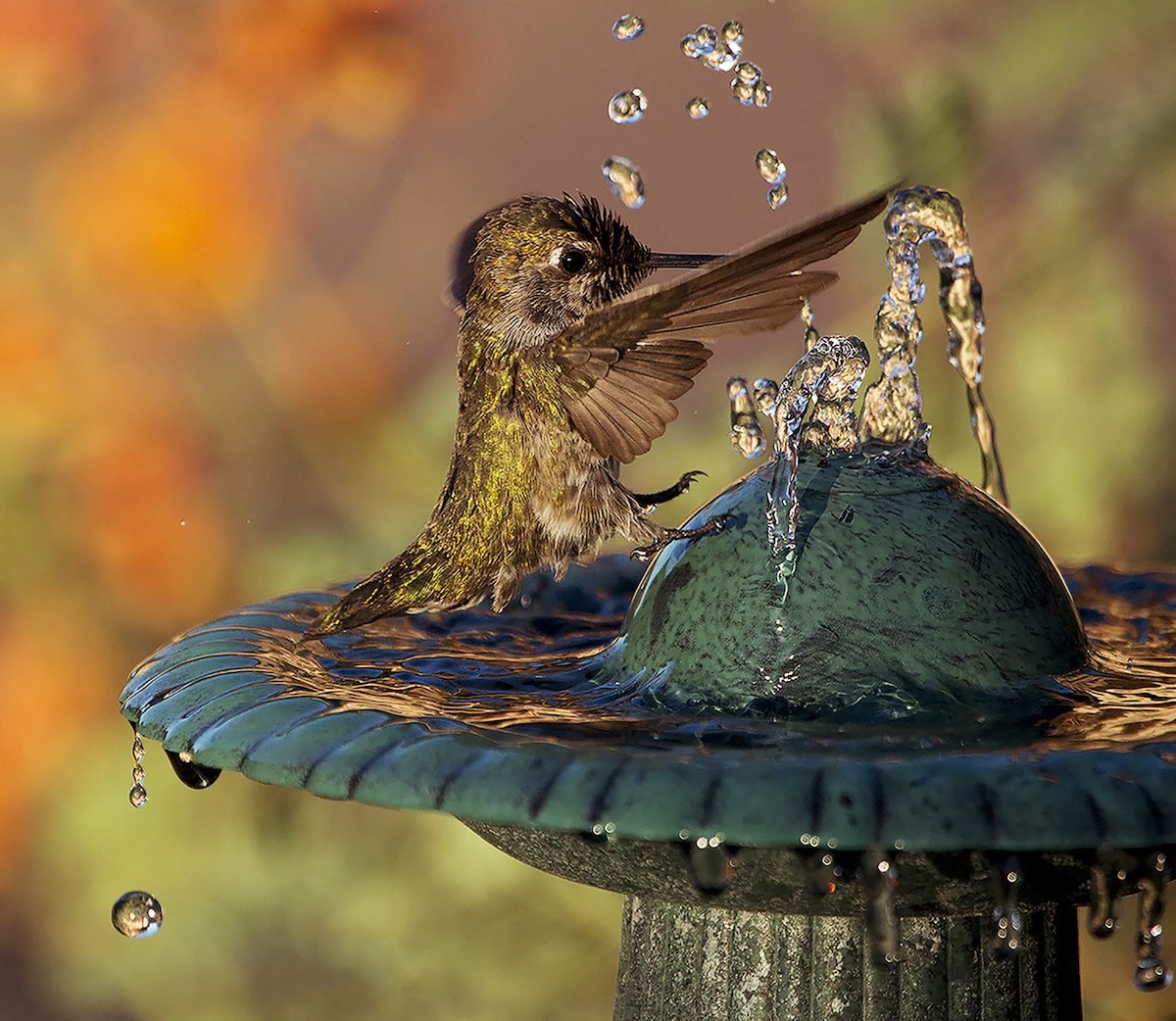 Splish Splash: Add a Bird Bath for Hummingbirds to Your Yard