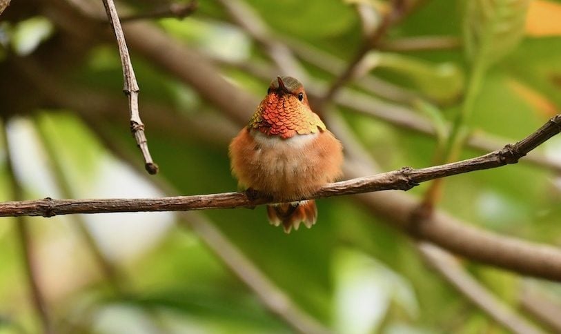 15 Small Orange Birds You Should Know