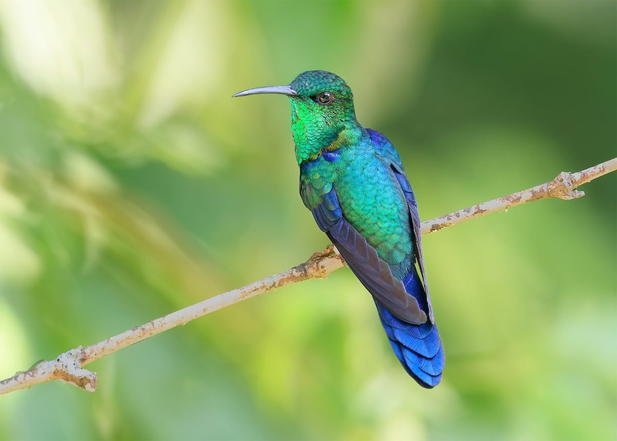 Rainbow Flyers: Brilliant Hummingbird Colors