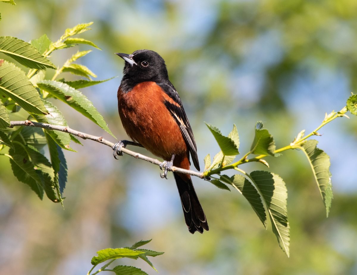 7 Types of Birds That Look Like Robins
