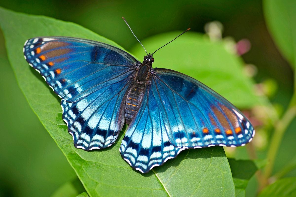 How to Identify a Red-Spotted Purple Butterfly
