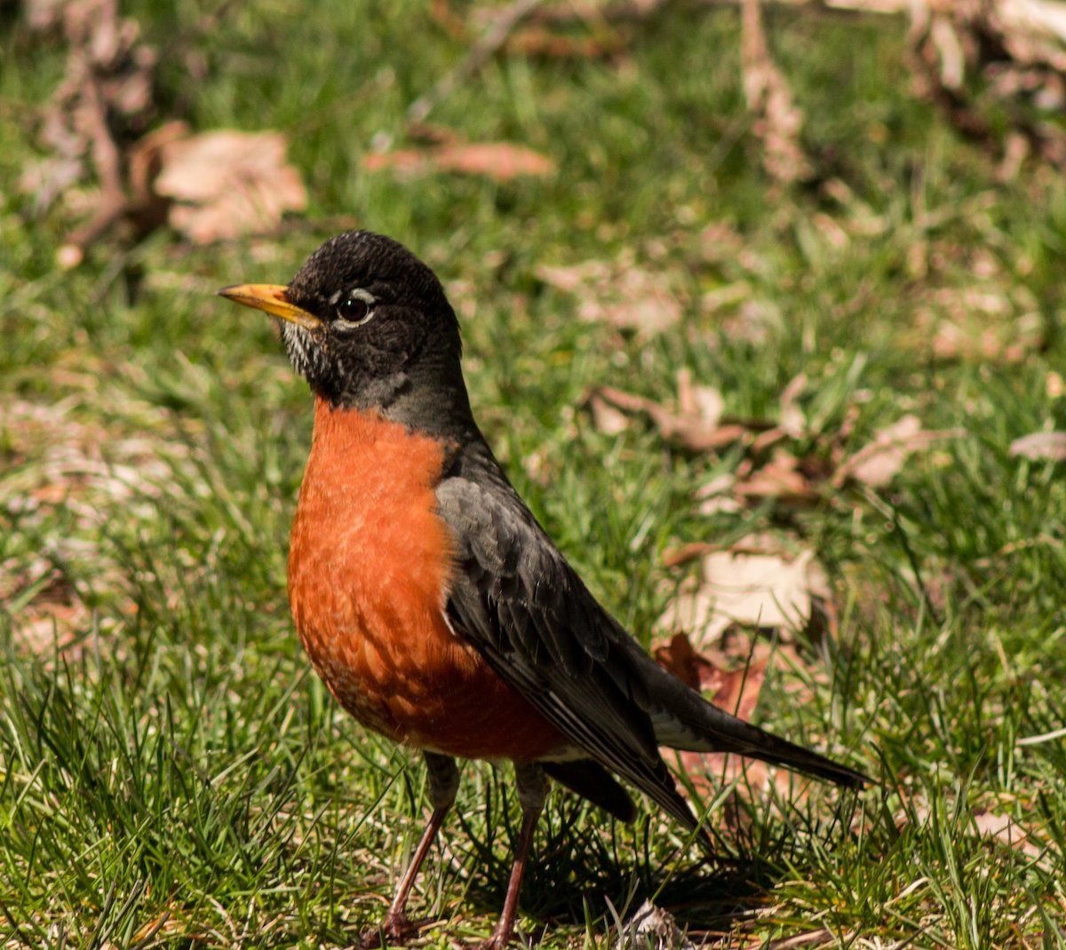 If You See a Robin Bird, Here's What It Means